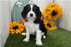 Picasso - Cavalier King Charles Spaniel for sale