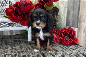 Tina - puppy for sale