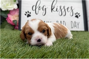 Phoebe - puppy for sale