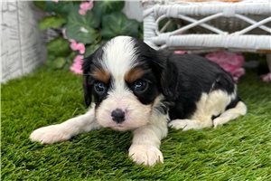 Norman - Cavalier King Charles Spaniel for sale