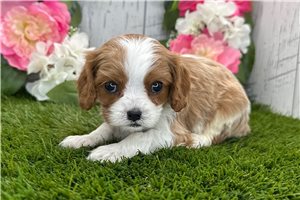 Iker - Cavalier King Charles Spaniel for sale