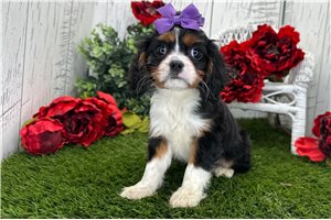 Giselle - Cavalier King Charles Spaniel for sale