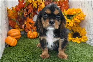 Pluto - Cavalier King Charles Spaniel for sale