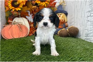 Celeste - Cavalier King Charles Spaniel for sale