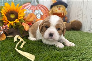 Trudy - puppy for sale