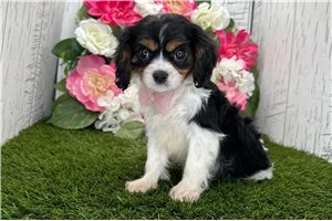 Adam - Cavalier King Charles Spaniel for sale