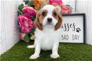 Tommy - Cavalier King Charles Spaniel for sale