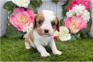 Levi - Cavalier King Charles Spaniel for sale