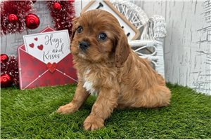 Amos - puppy for sale