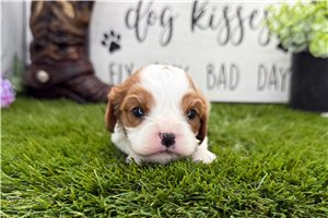Ingrid - Cavalier King Charles Spaniel for sale