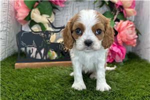 Kaylee - Cavalier King Charles Spaniel for sale