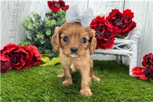 Lily - Cavalier King Charles Spaniel for sale