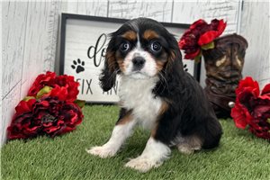 Giselle - Cavalier King Charles Spaniel for sale