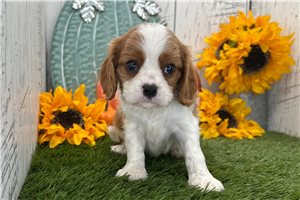 Pegasus - Cavalier King Charles Spaniel for sale