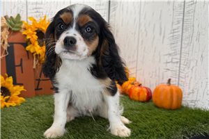 Dino - puppy for sale