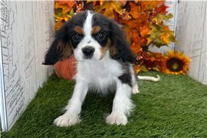 Pugsley - Cavalier King Charles Spaniel for sale