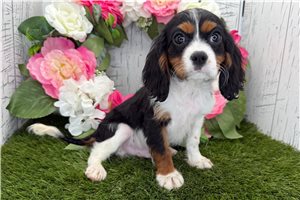 Sage - Cavalier King Charles Spaniel for sale