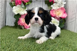 Oksana - Cavalier King Charles Spaniel for sale