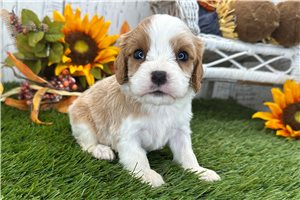 Chester - puppy for sale