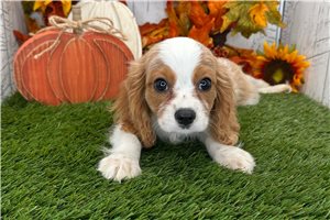 Nico - Cavalier King Charles Spaniel for sale