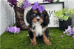 Alea - Cavalier King Charles Spaniel for sale