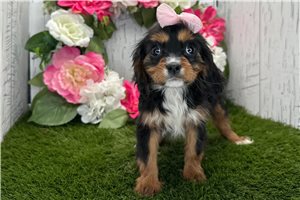 Alea - Cavalier King Charles Spaniel for sale