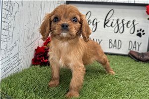 Lily - Cavalier King Charles Spaniel for sale