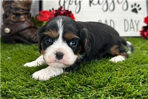 Giselle - Cavalier King Charles Spaniel for sale