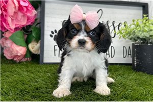 Tamara - puppy for sale