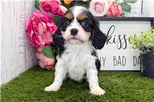 Tracy - puppy for sale