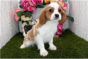 Tommy - Cavalier King Charles Spaniel for sale