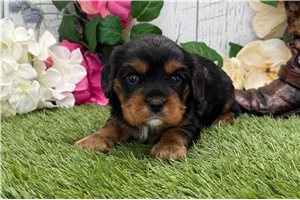 Quintin - Cavalier King Charles Spaniel for sale