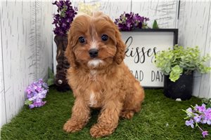 Sabrina - Cavapoo for sale