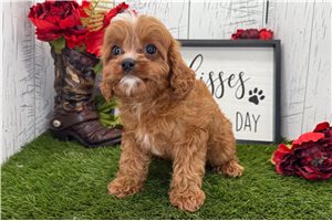 Sabrina - Cavapoo for sale