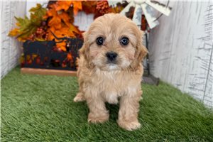 Nedra - puppy for sale