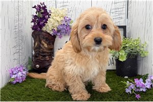 Summer - Cavapoo for sale