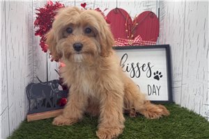Carlos - Cavapoo for sale