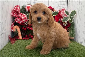 Nico - puppy for sale