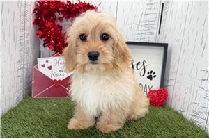 Christian - puppy for sale