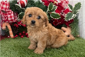Catalina - Cavapoo for sale