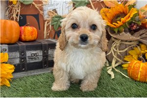 Cameron - puppy for sale