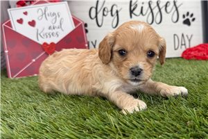 Sylvia - puppy for sale