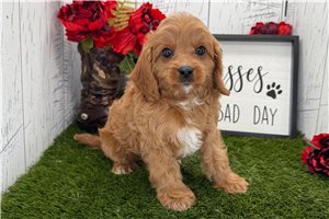Saint - Cavapoo for sale