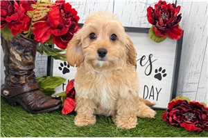 Summer - Cavapoo for sale