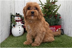 Cora - puppy for sale