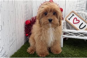 Caleb - puppy for sale