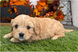 Caroline - puppy for sale