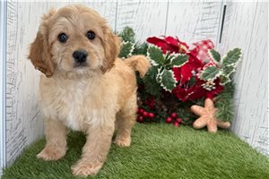 Nigel - Cavapoo for sale