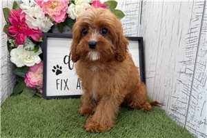Sabrina - Cavapoo for sale