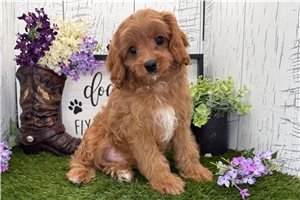 Saint - Cavapoo for sale